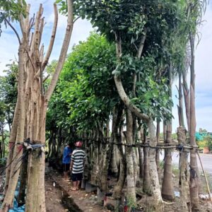 trồng cây cần trồng thẳng đứng