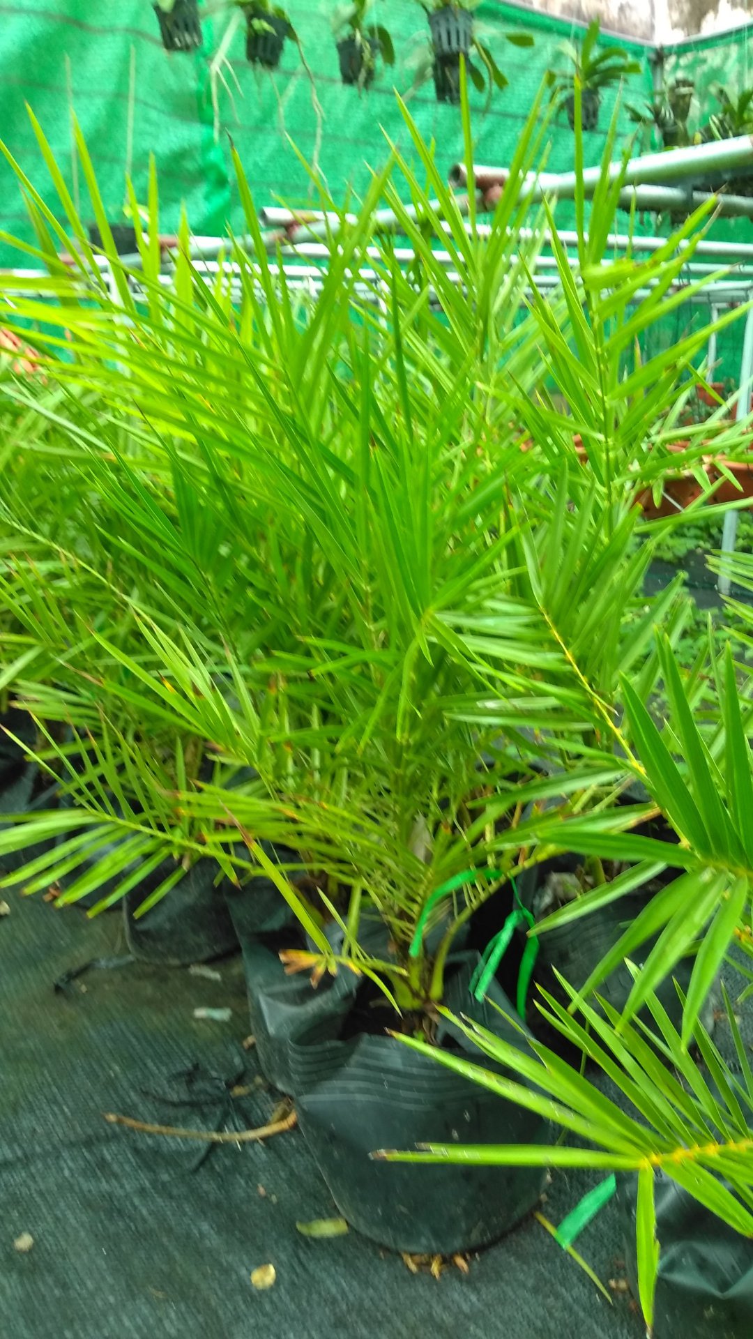 trồng cây hợp với tuổi của mình sẽ tăng vượng khí