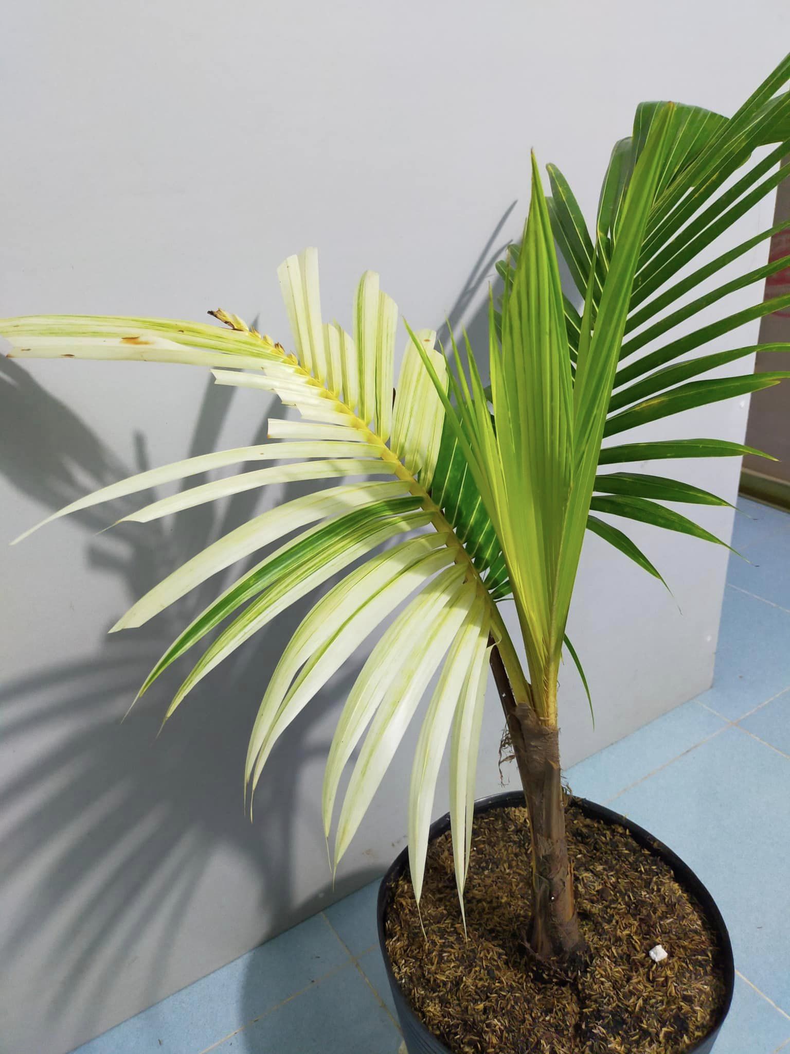 trồng cây ở trong nhà mang đến nhiều may mắn và thuận lợi