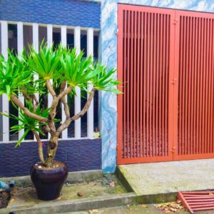 trồng cây trước cửa nhà