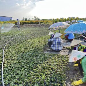 trồng cây xong thì tưới nước cho chúng