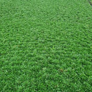 trồng cỏ gừng thái đỡ chi phí cắt tỉa