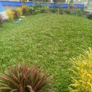 trồng cỏ lá gừng thái lan tăng độ phủ và tăng tính thẩm mĩ