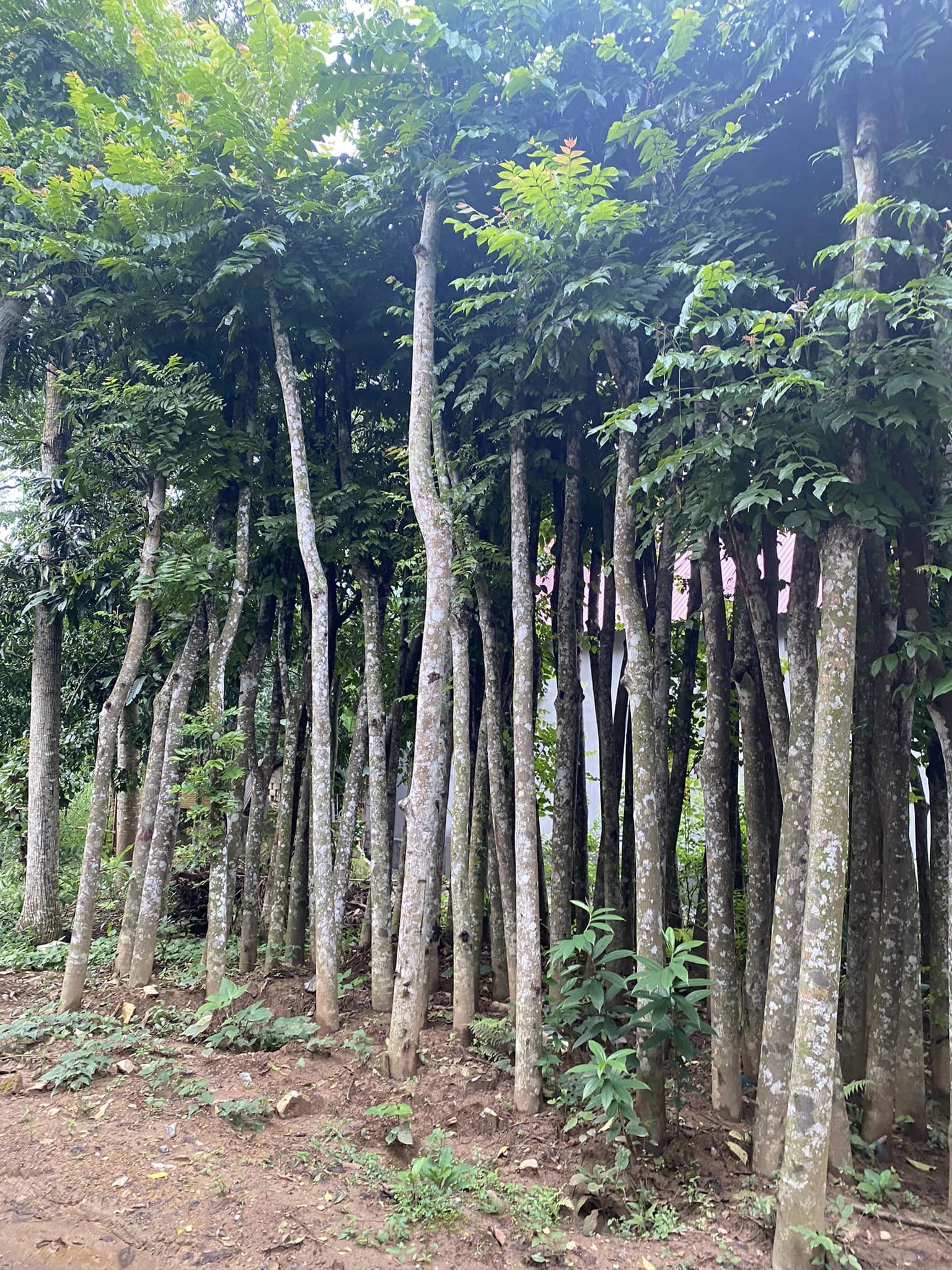 xà cừ công trình