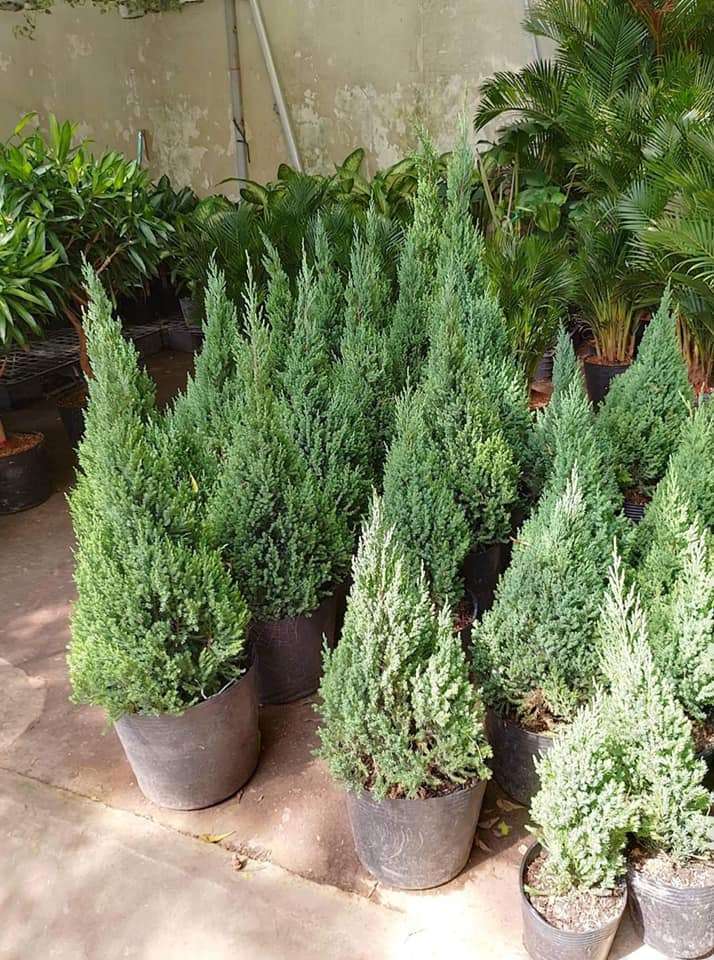 cây có tốc độ sinh trưởng chậm và có chiều cao từ 30 đến 60 phân