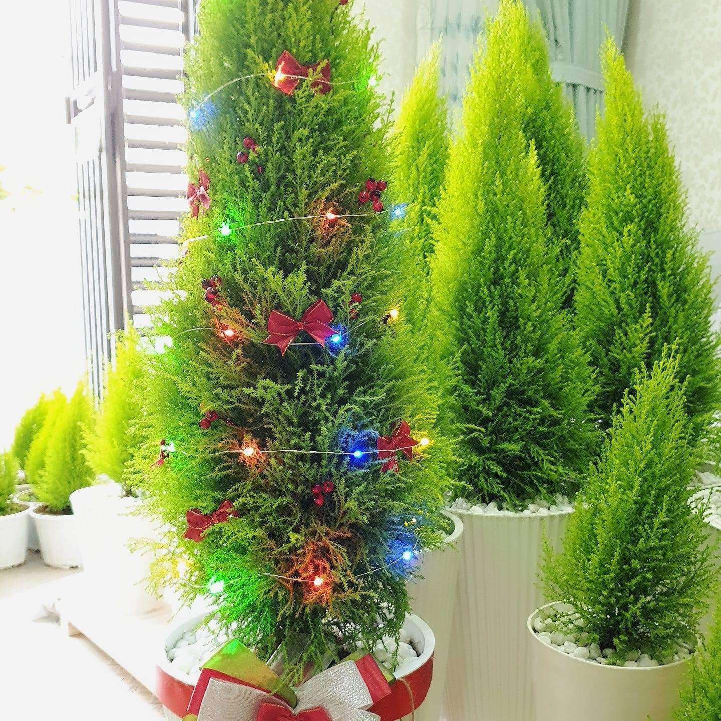 cây sơn tùng toát lên vẻ đẹp sang trọng và quý phái