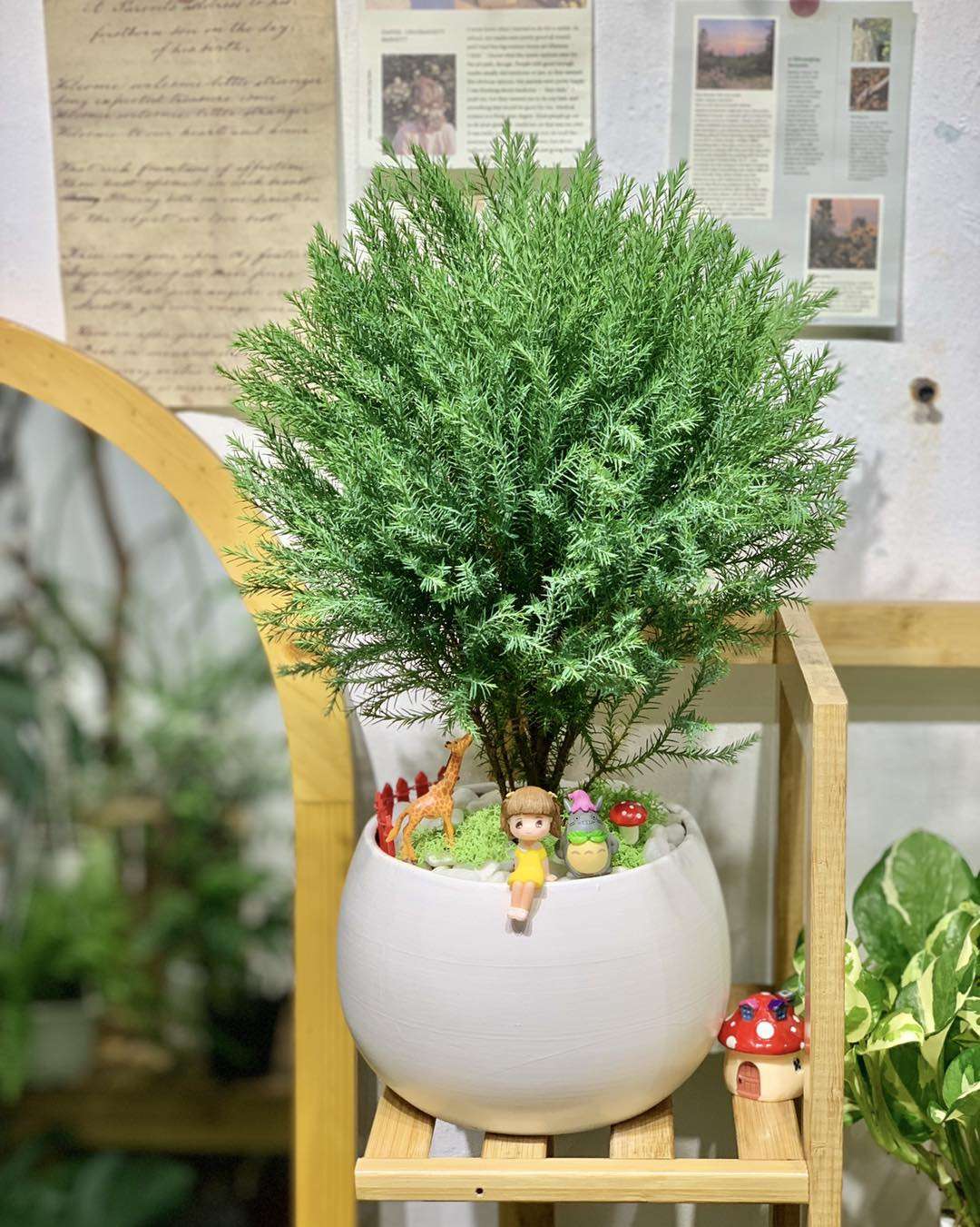 cây tùng bồng lai