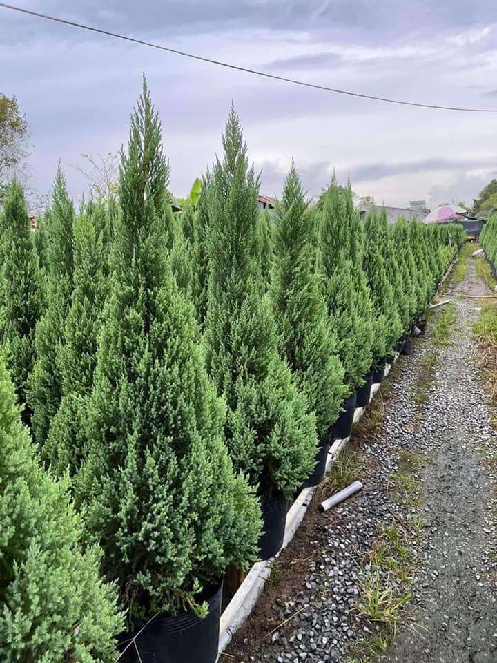 cây tượng trưng cho ý chí kiên cường và kiên quyết