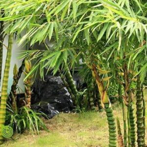 chúng thường mọc thành bụi, sống ở những nơi có ánh sáng yếu và ẩm ướt
