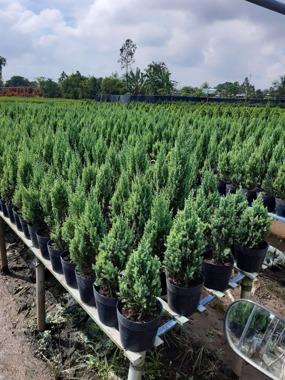 chúng tôi chuyên cung cấp cây sơn tùng số lượng lớn