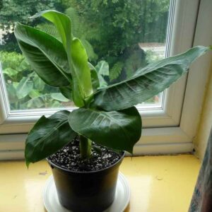 chuối cảnh có những ý nghĩa phong thủy gì?