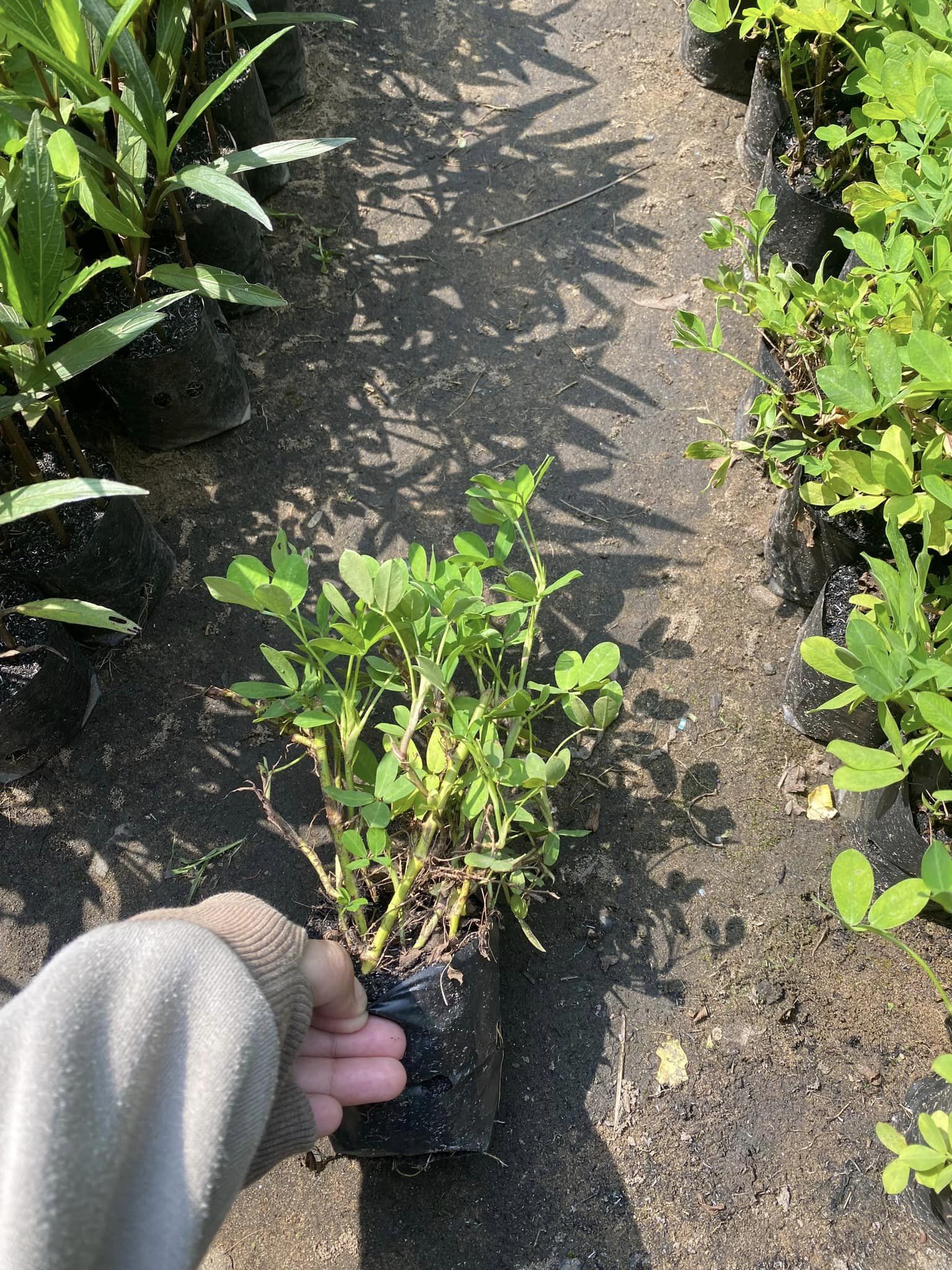 cỏ đậu phộng có giá rất rẻ. chỉ dao động từ 25.00 đến 30.000 trên 1kg