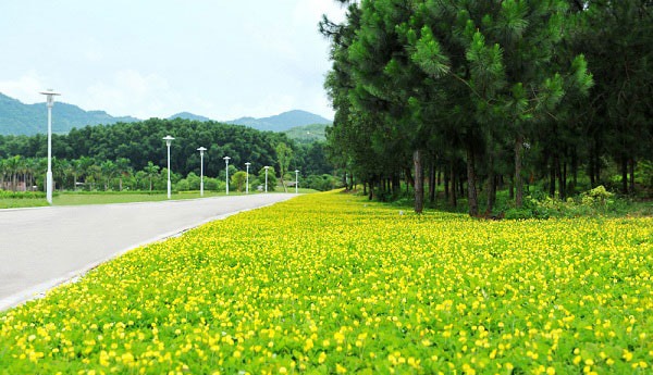 chúng được dùng trang trí cảnh quan