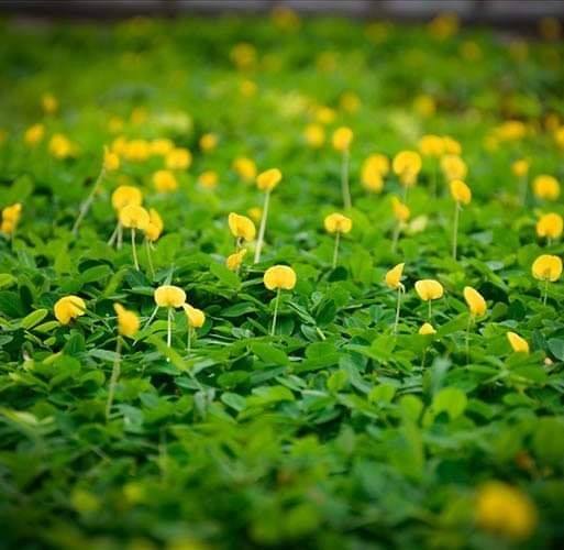đây là loài cây rất rực rỡ và xanh mướt