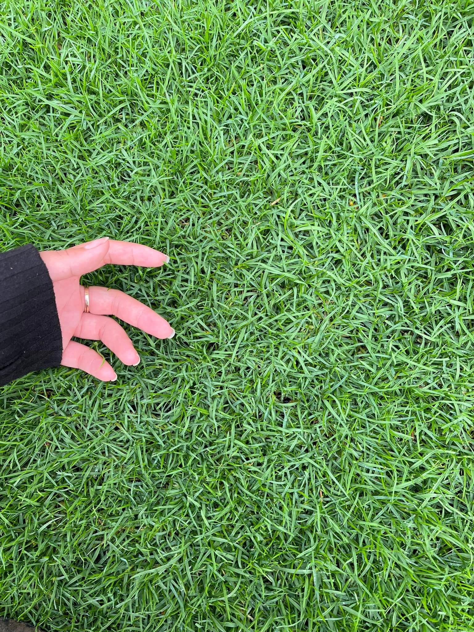 cỏ paspalum có giá dao động từ 500.000 đến 800.000/1kg
