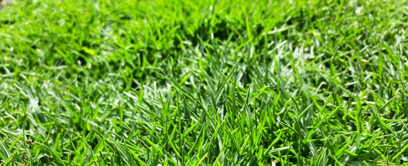 cỏ paspalum