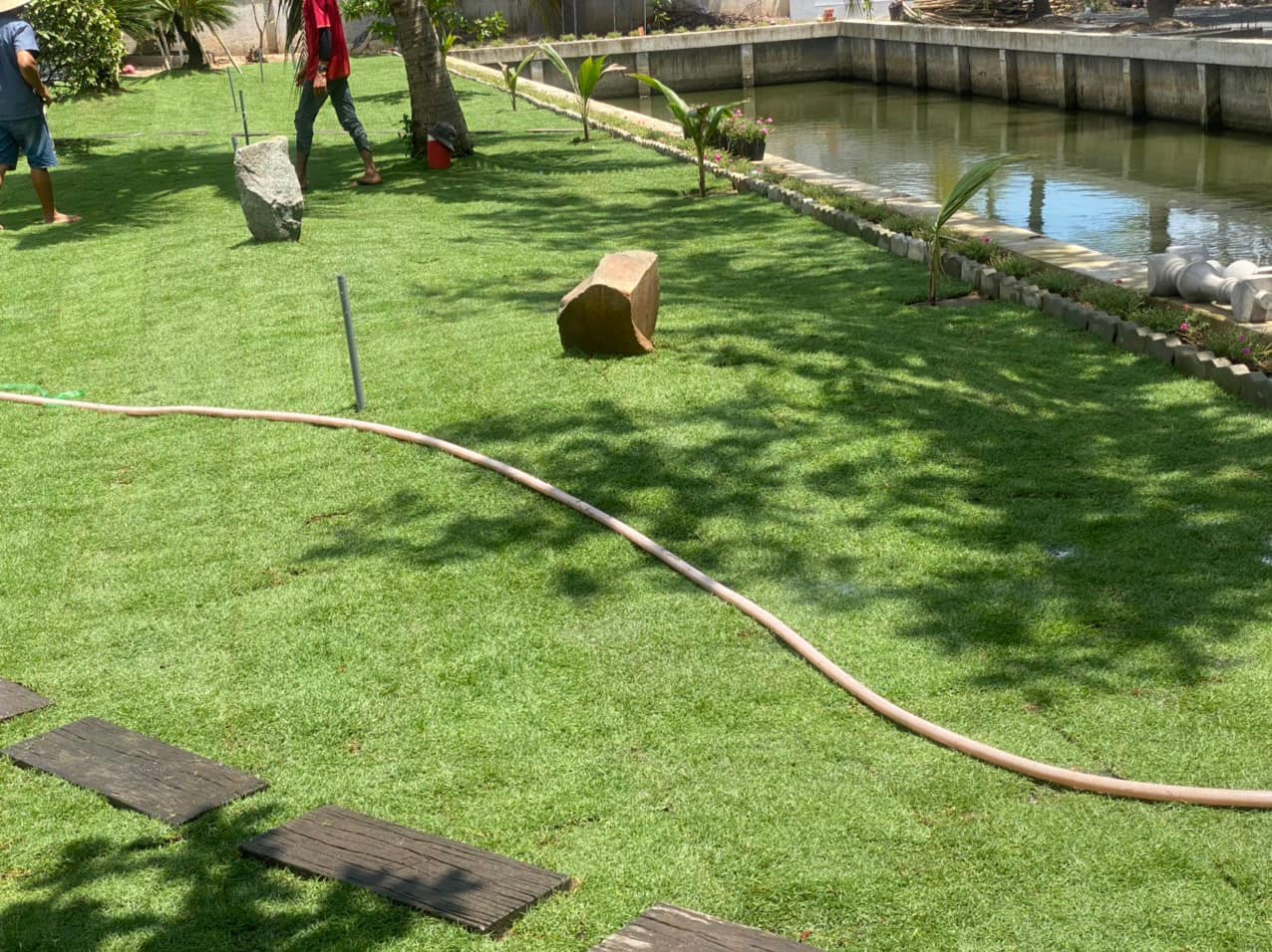 cỏ paspalum được trồng trang trí trong sân vườn