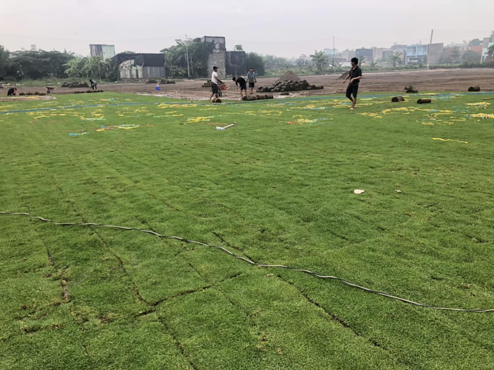 nhân giống cỏ paspalum
