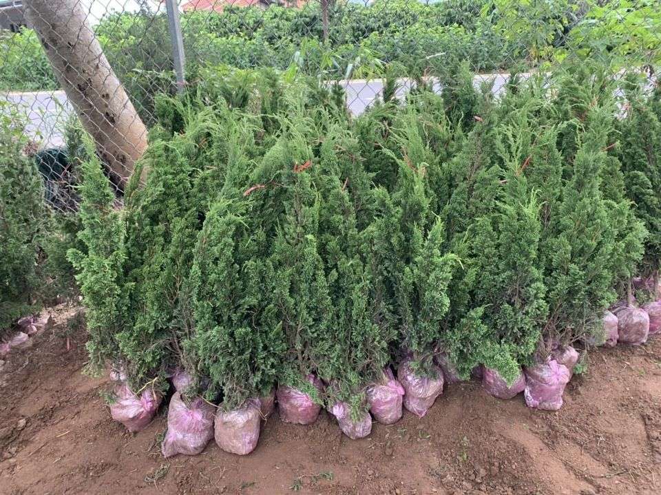 nhanh tay liên hệ với chúng tôi đặt hàng nhé