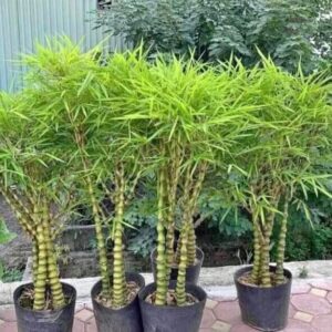 phòng trừ sâu bệnh cho cây để cây được xanh tốt