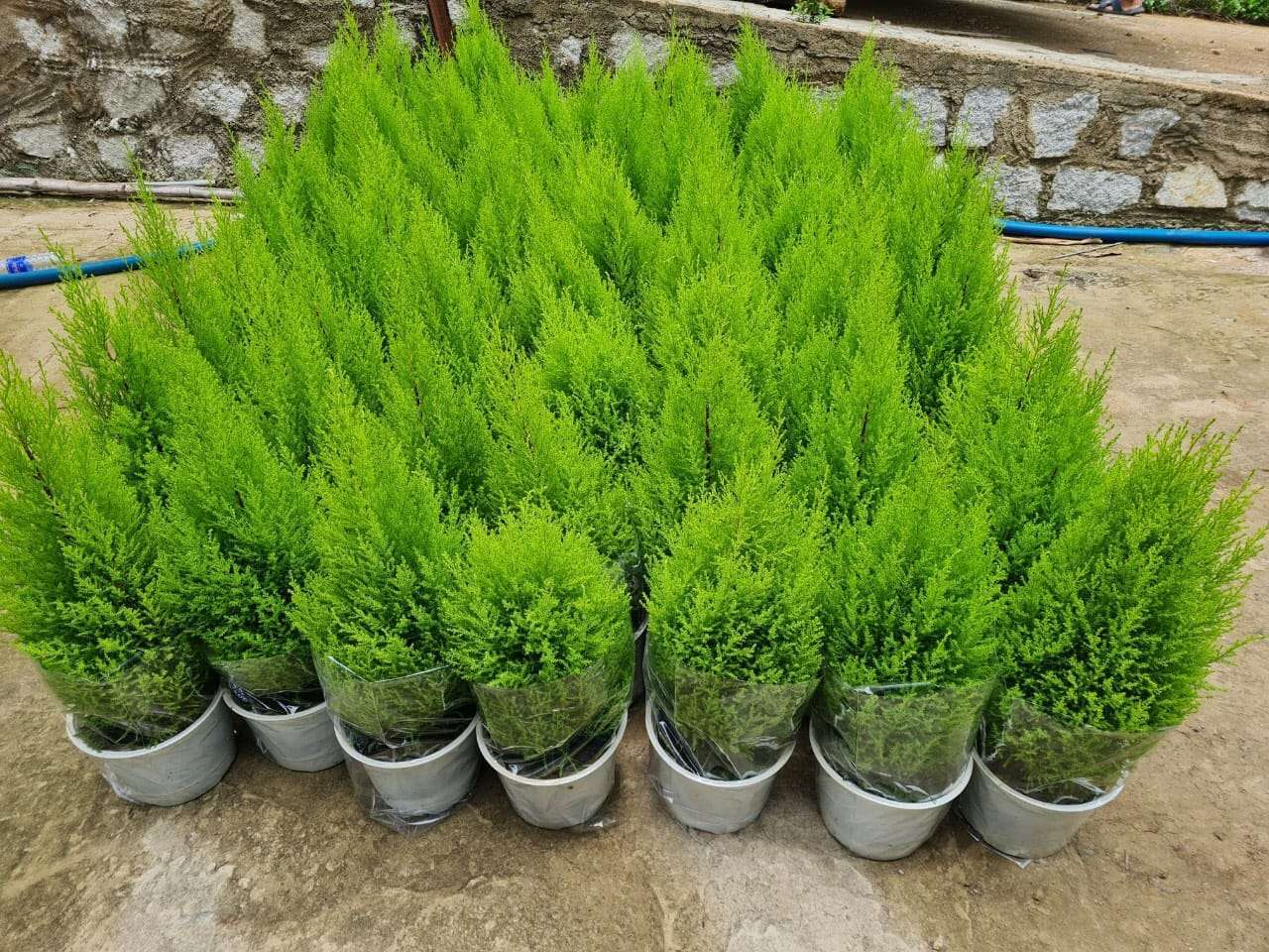 sơn tùng là loài cây ưa sáng và không ưa ẩm