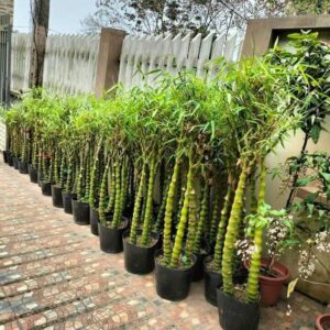 trúc quan âm là loài cây rất dễ trồng