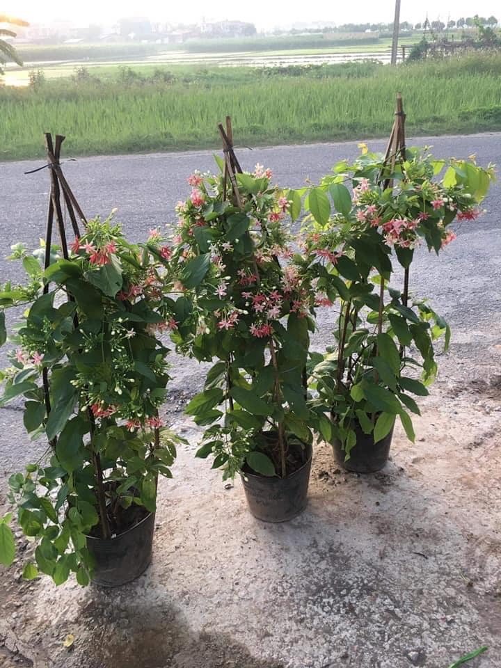 cây cao 50cm giá 100.000VND