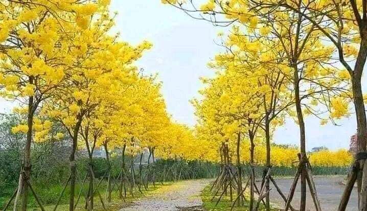 cây phong linh có tốc độ sinh trưởng rất nhanh
