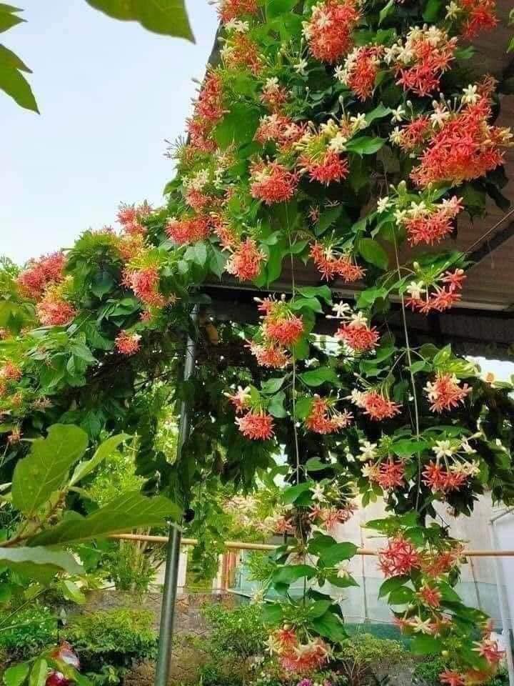 cây còn có công dụng tạo bóng mát