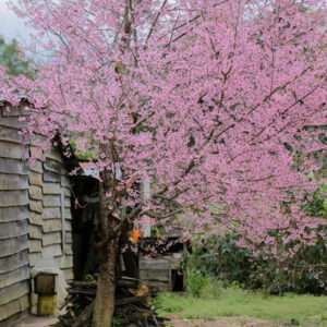 cây mai anh đào có sức sống mãnh liệt, ưa khí hậu mát mẻ