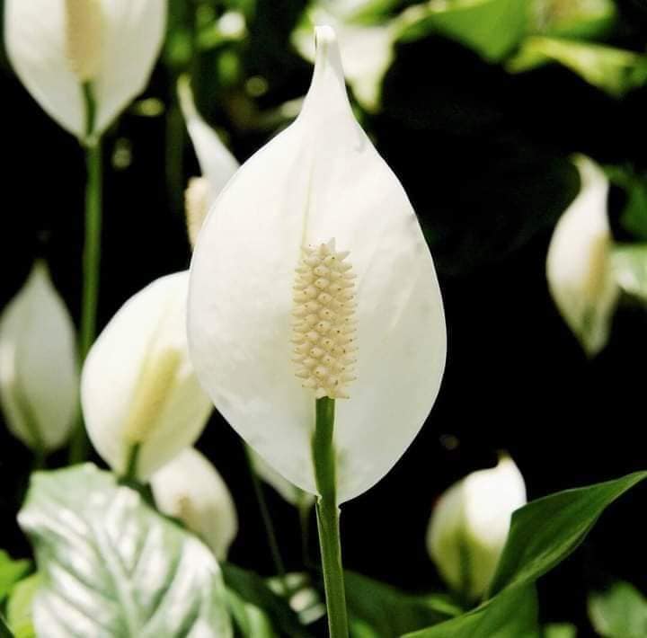 chúng còn mang đến hòa bình cho gia đình