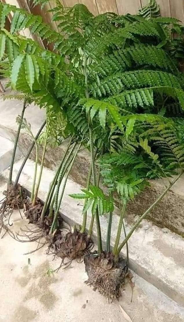 chúng là loài thực vật thân thảo