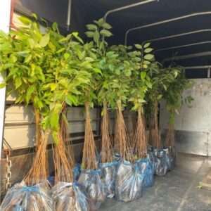 chúng tôi còn vận chuyển đến tận nhà cho những khách ở xa