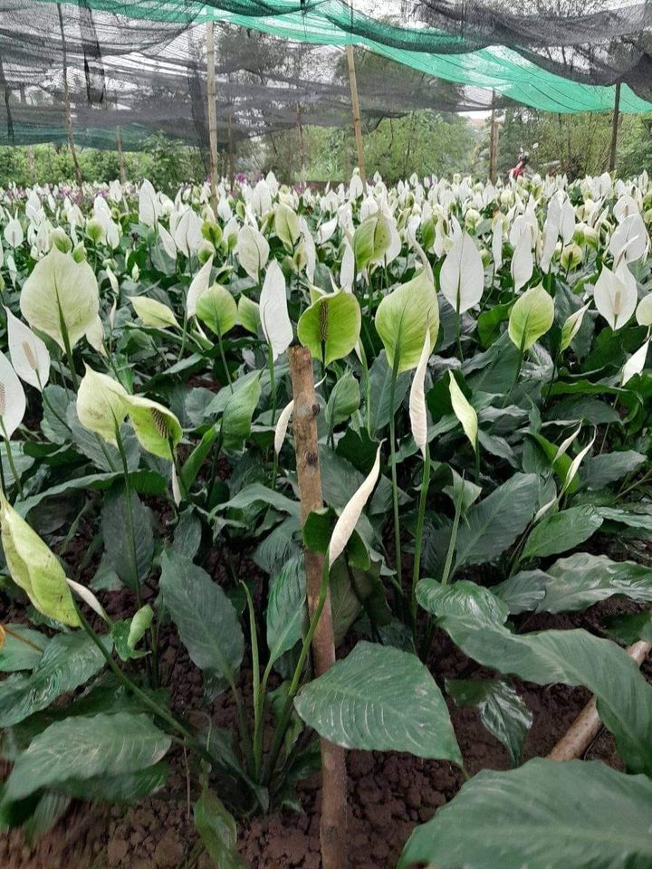 chúng tôi cung cấp số lượng lớn cây đã nở hoa