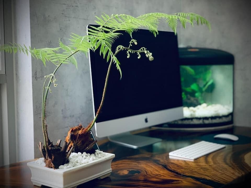 chúng tượng trưng cho sức sống mãnh liệt và kiên cường