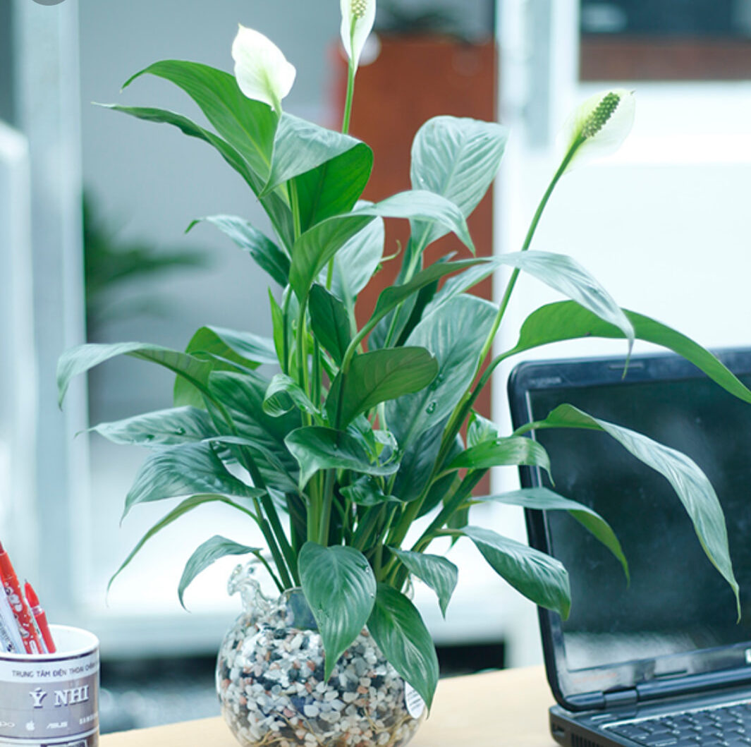 có thể trồng lan ý ở các bàn làm việc giúp tinh thần thoải mái