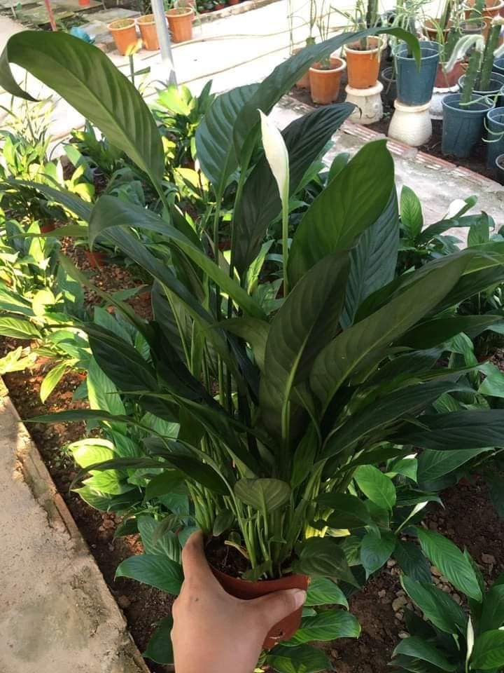 cung cấp cây giống giá rẻ