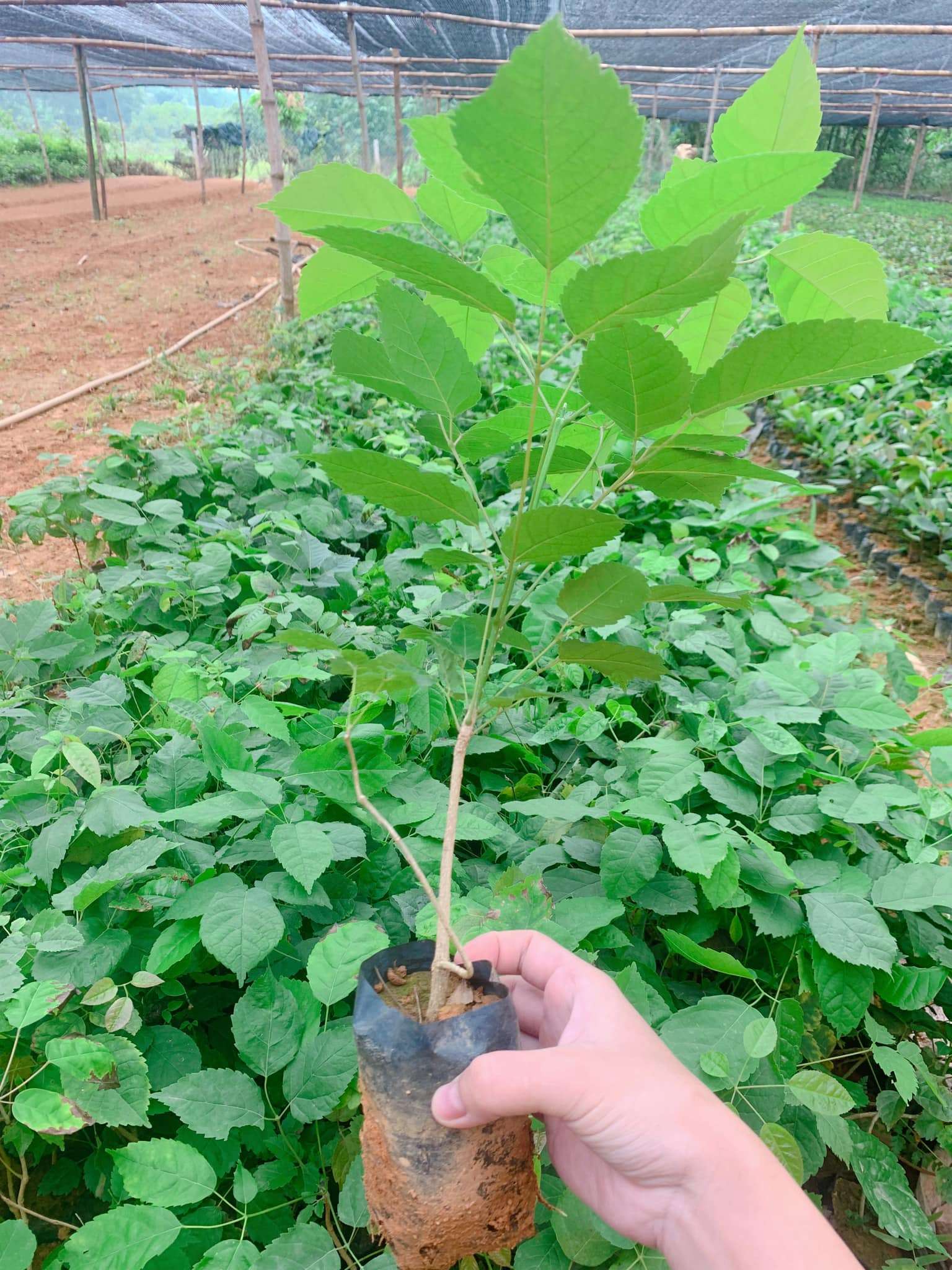 dựa vào kích thước và số tuổi của cây sẽ cho ra các giá tiền khác nhau