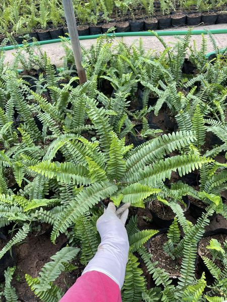 dương xỉ cảnh