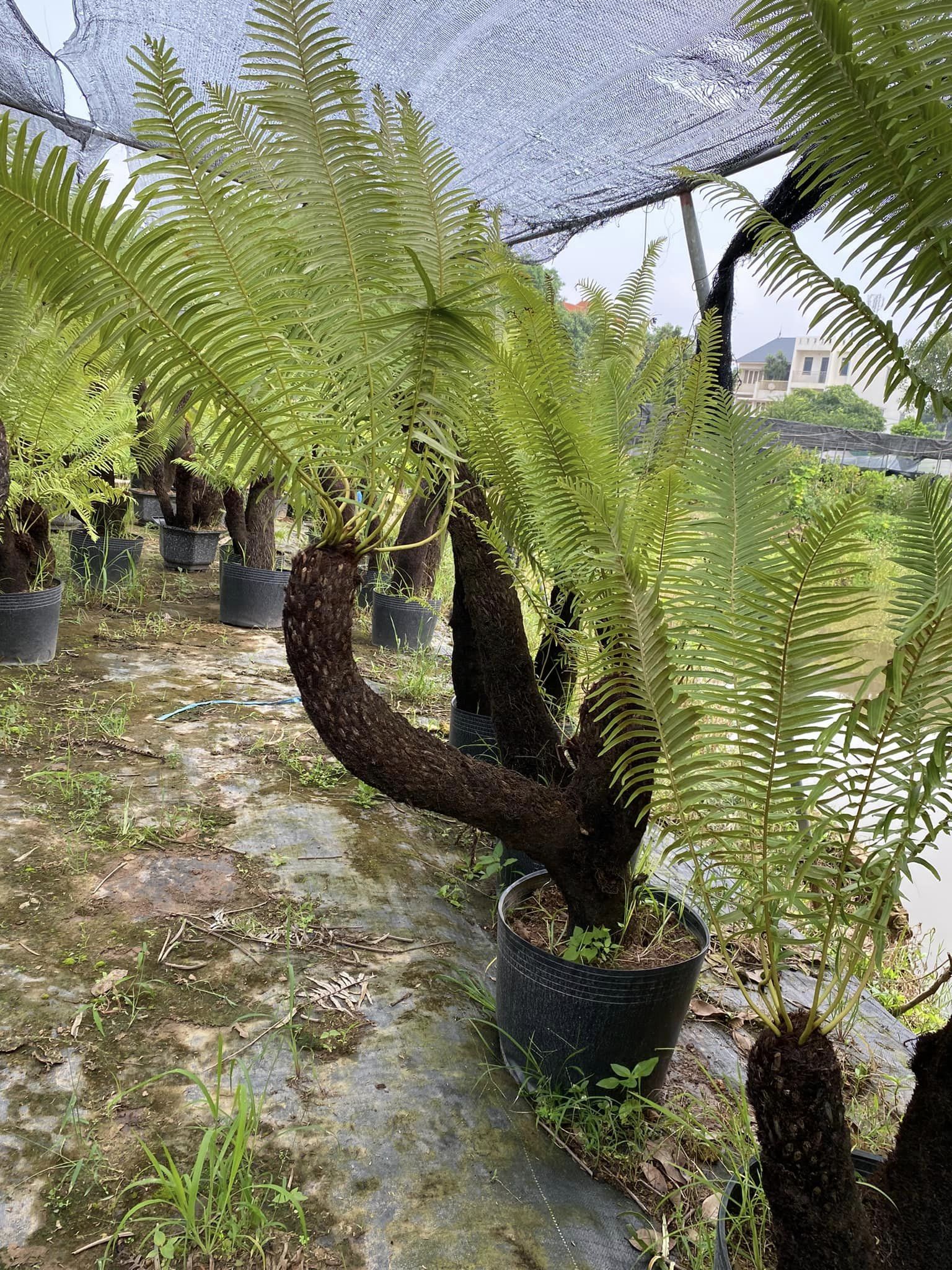 dương xỉ cổ đại