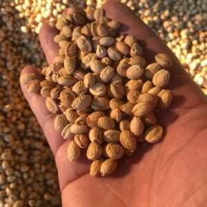 hạt giống mẹ cần phải đảm bảo chất lượng