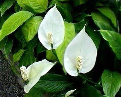 hoa được bai bọc bởi các mo hoa