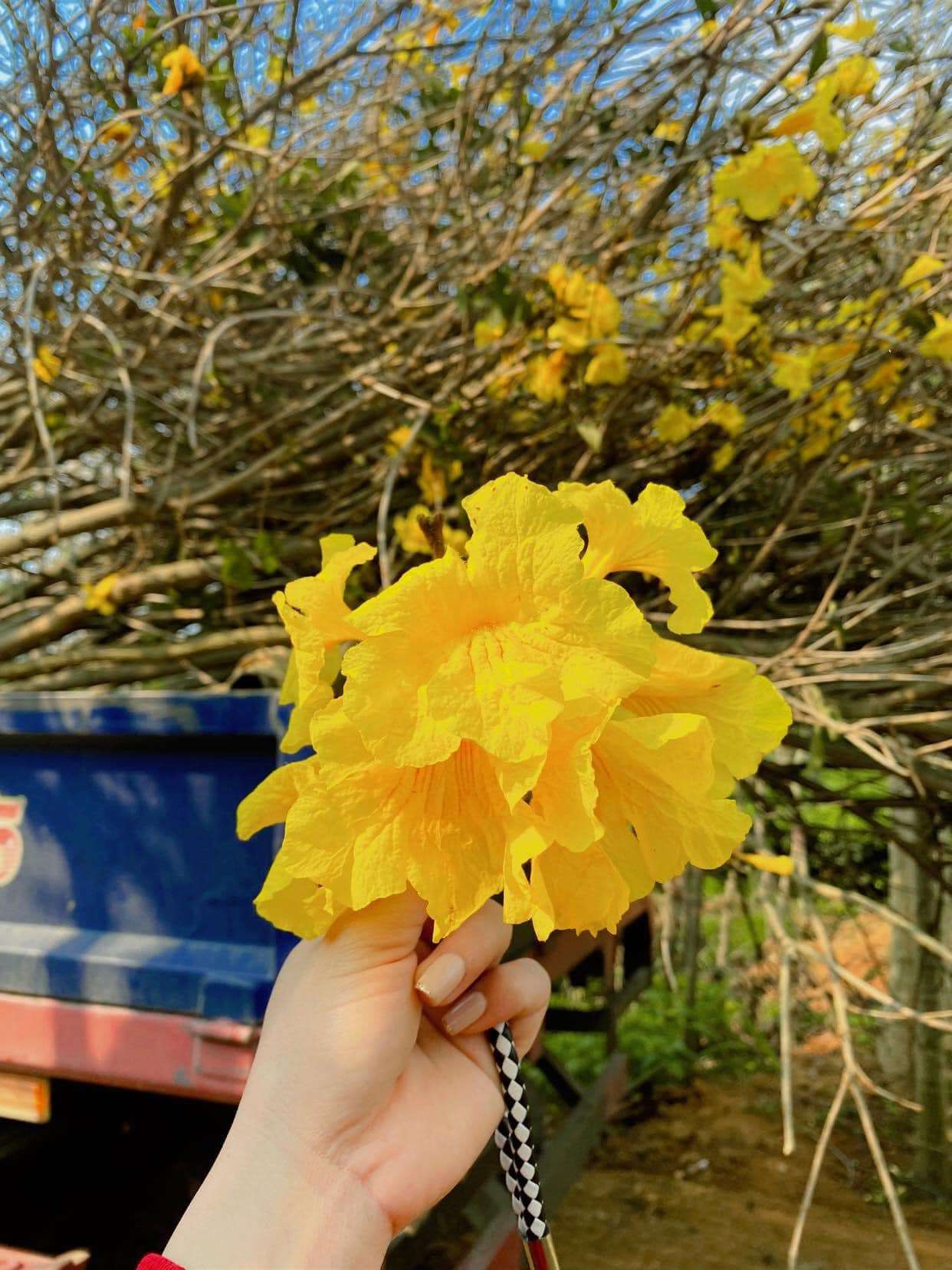 hoa phong linh mọc thành cụm và có dạng như chiếc chuông