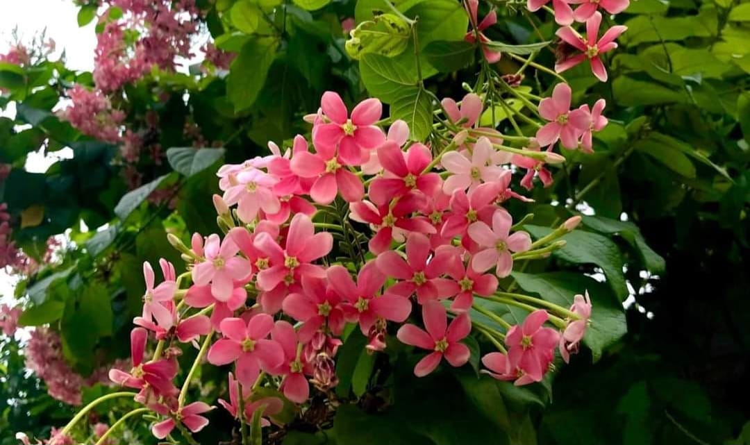 hoa sử quân tử đơn