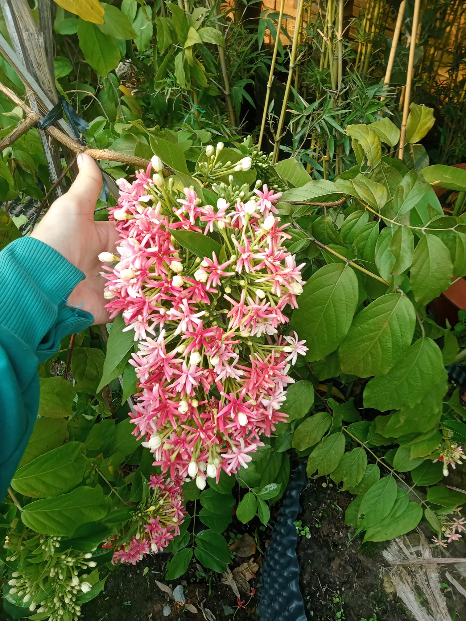 hoa sử quân tử kép
