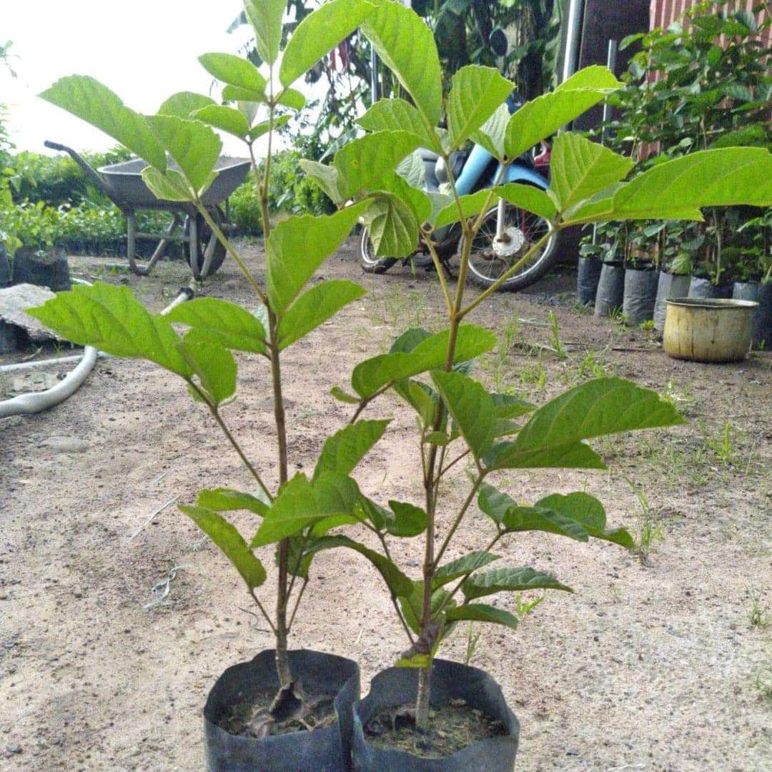 lựa chọn những giống cây tốt để cây dễ dàng phát triển