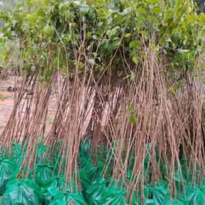 mai anh đào giống 1-2m