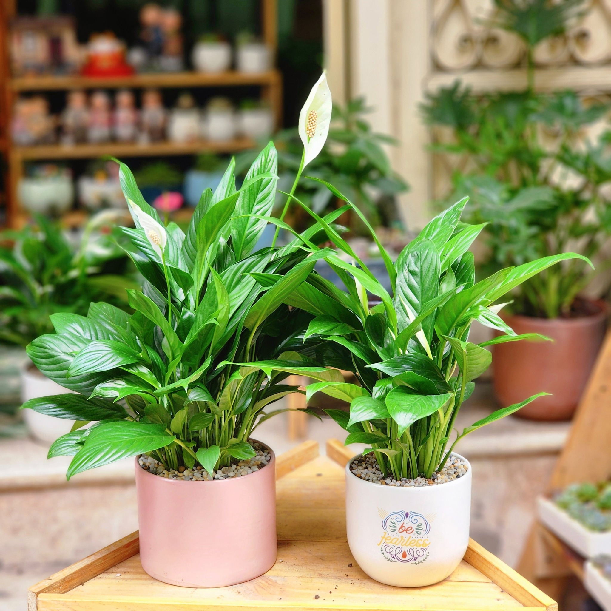 ngoài ra cây cũng rất hợp với những người mệnh Mộc