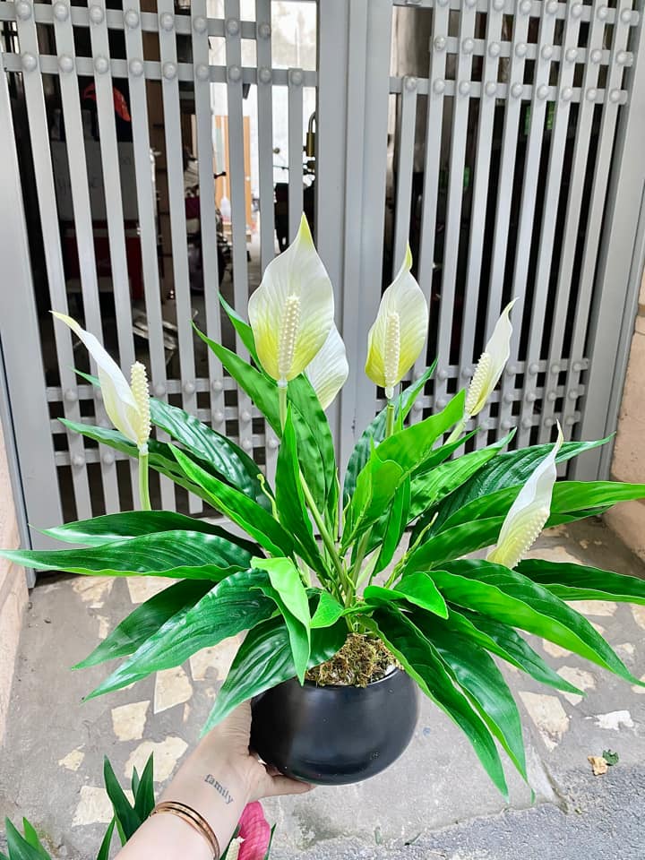 những tuổi nào hợp với cây lan ý?