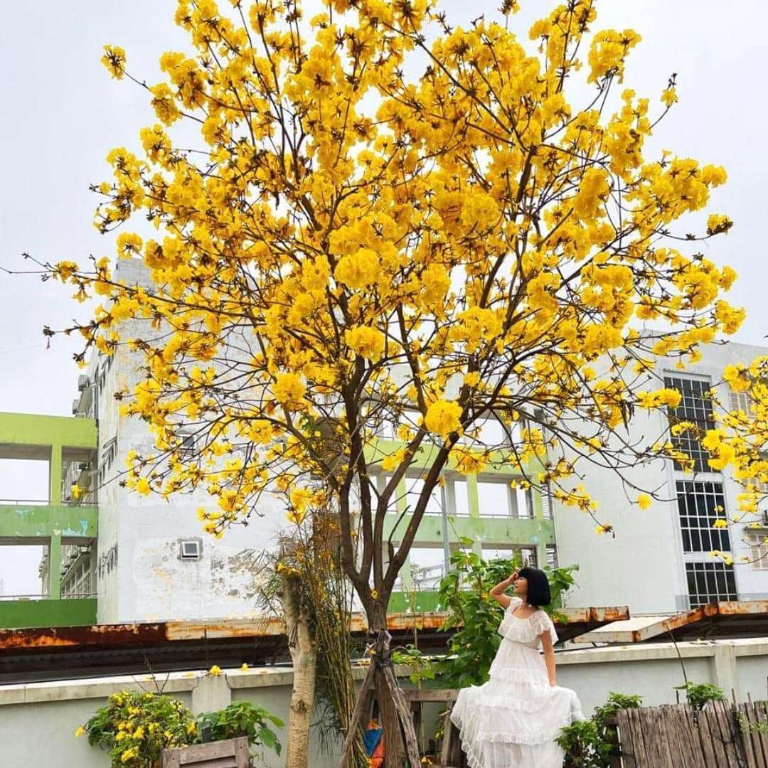 phong linh là loài thực vật thân gỗ